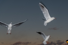 10-gaviotas