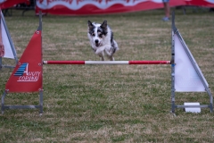 10-perro