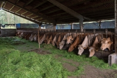 20-vacas-c